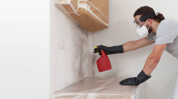 Basement Mold Remediation treatment on basement walls in Avon-by-the-Sea